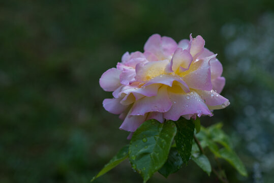 Die schöne Rose Gloria Dei nach dem Regen mit Wassertropfen in voller Blüte