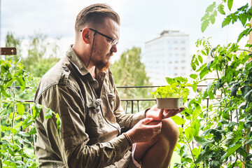 A man is gardening in a city apartment, growing tomatoes and arugula near a window. A man holds in his hands a box with grown arugula, side view against cityscape