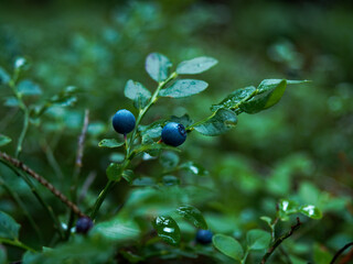 Ripe blueberries in the forest.Ripe blueberries. Close-up. Photographed in a forest in mid-July. Drops of past rain lie on the leaves of a shrub.