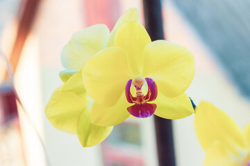 Beauty sunny yellow orchidea Phalaenopsis flowers close up