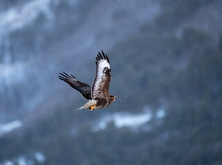 Busardo ratonero (Buteo buteo)