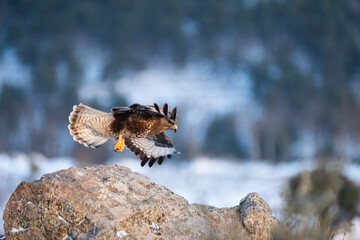 Busardo ratonero (Buteo buteo)