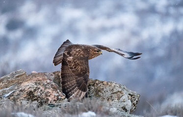 Busardo ratonero (Buteo buteo)