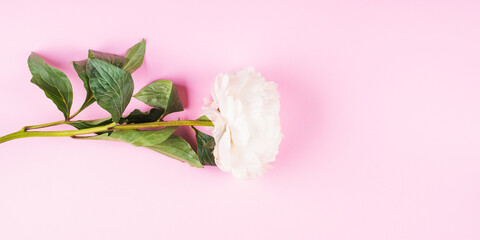 Beautiful white peony on pink background. Flat lay design web banner with copy space