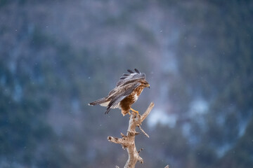 Busardo ratonero (Buteo buteo)