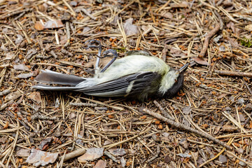 Dead Great tit laying on the back on forest floor with pine needles