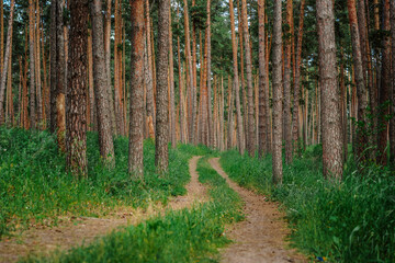 Panorama of a beautiful pine forest with cones on the path, fresh air
