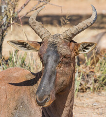 Tsessebe (Damaliscus lunatus lunatus) rare antelope closeup portrait in South Africa with bokeh background