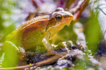 slippery frog in a pond in nature
