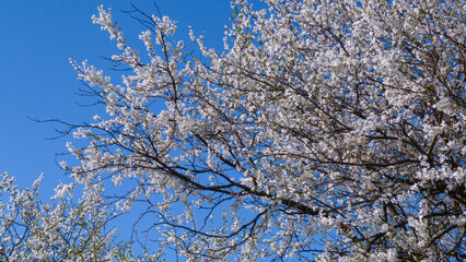 Blooming spring derovo in the forest.