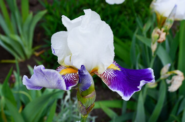 Cockerel or iris flower. Noble kind of flower.