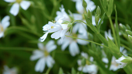 Stellaria is white. White little flowers. Stellaria is small.