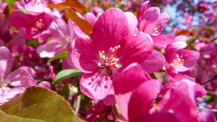 Fototapeta na wymiar Beautiful pink flowers on a bush.