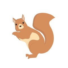 Squirrel  Illustration