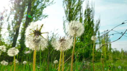 Fluffy white dandelion on a meadow. Wildflowers