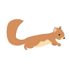 Squirrel  Illustration