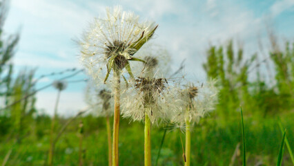 Glade of dandelions. Spring flowers. Flowering dandelion. Flower seeds.