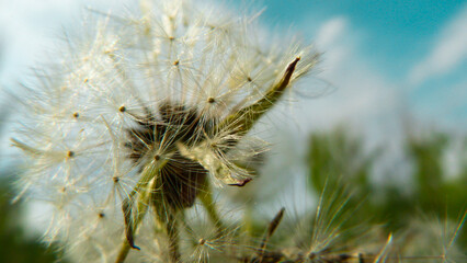 Dandelion. Dandelion seeds. May flower.