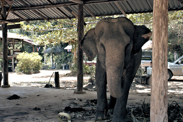 Elephant looking at the camera in his shelter