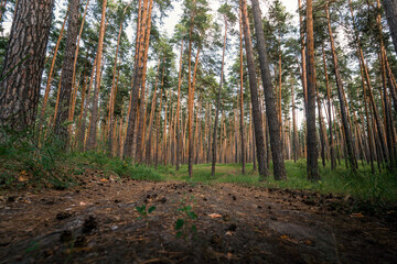 Panorama of a beautiful pine forest with cones on the path, fresh air