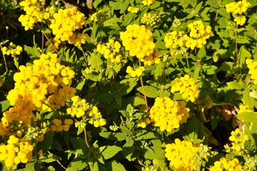 calceolaria integrifolia in a garden