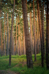 Panorama of a beautiful pine forest with cones on the path, fresh air