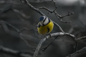 Cute little bird 