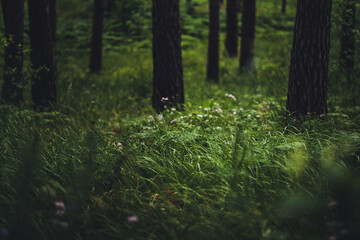 Forest plants close-up on the background of the forest