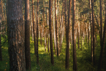 Fototapeta premium Panorama of a beautiful pine forest with cones on the path, fresh air