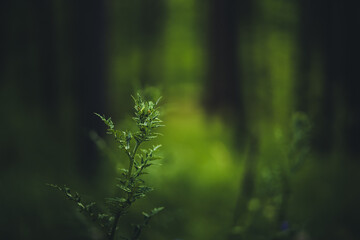 Forest plants close-up on the background of the forest