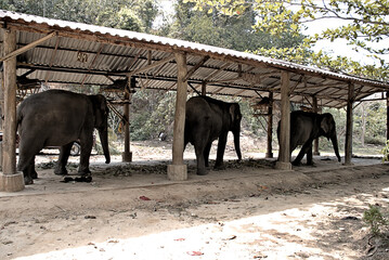 Working elephants in their shelter 