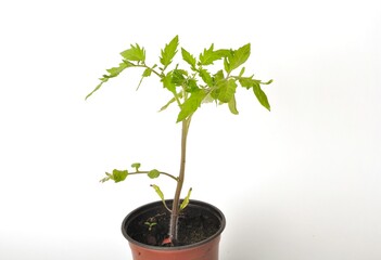 Tomato plant on white background