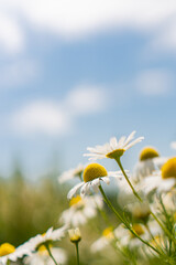 daisies in a field against a blue sky