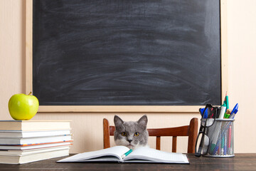 Grey cat sits at a table with books and notebooks, studying at home. Concept for teacher's day,...