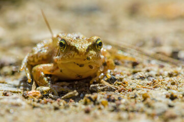 slippery frog in a pond in nature