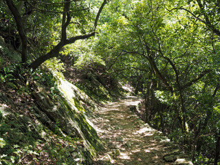 Fototapeta na wymiar 登山道の風景（金華山）