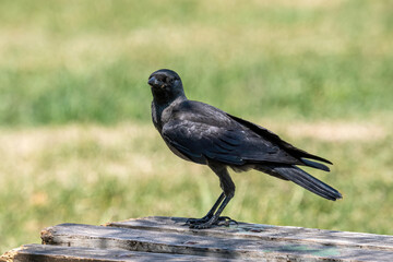 The western jackdaw (Corvus monedula) on the green grass