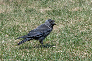 The western jackdaw (Corvus monedula) on the green grass