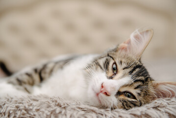 Grey cat lying on bed.Beautiful short hair cat lying on the bed at home