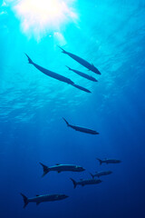 Flock of barracuda