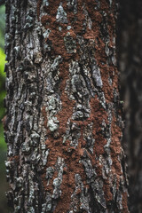 tree bark texture
