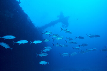 Fototapeta na wymiar Wreck and fish looking up from the bottom of the water