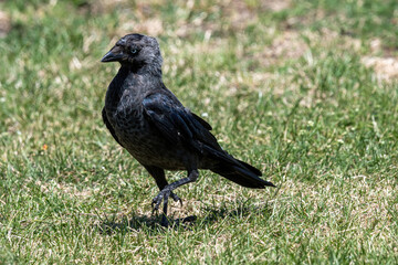 The western jackdaw (Corvus monedula) on the green grass