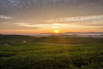The scenery of tea plantation in freshness morning with a beautiful twilight sky in Chiang Rai, Thailand.