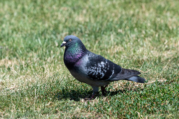 Pigeon. Dove. Beautiful pigeon close up. City birds.