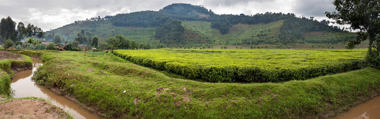 Tea plantation in Rwanda. Eucalyptus forest on the steep slopes is being converted into plantations. 