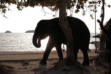 An elephant calf eating fresh foliage at the beach