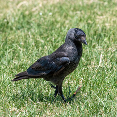 The western jackdaw (Corvus monedula) on the green grass