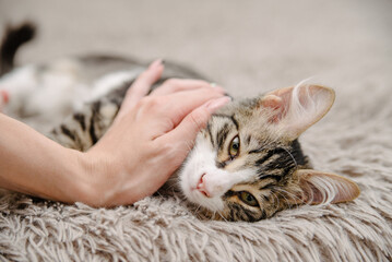 girl stroking a cat on the bed