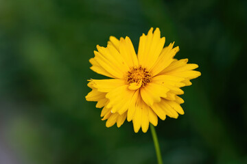 Close up of Tickseed Sonnenkind (Coreopsis grandiflora)